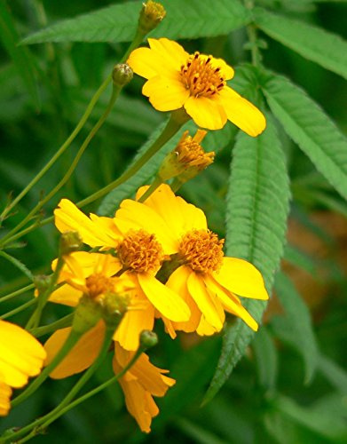50 Semi - messicano Mint Tagete Seeds - Tagetes Lucida