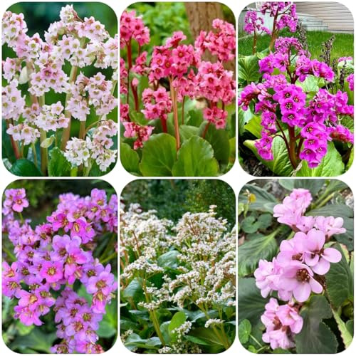 semillas de bergenia para cubrir el suelo, para el balcón de bergenia, resistentes para el jardín, 100pcs
