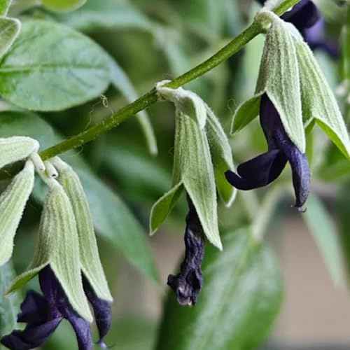 Semi di salvia - resistenti per giardini rocciosi raro copertura del terreno da balcone aromatiche da giardino vecchie varietà semi di selvatici 100pcs