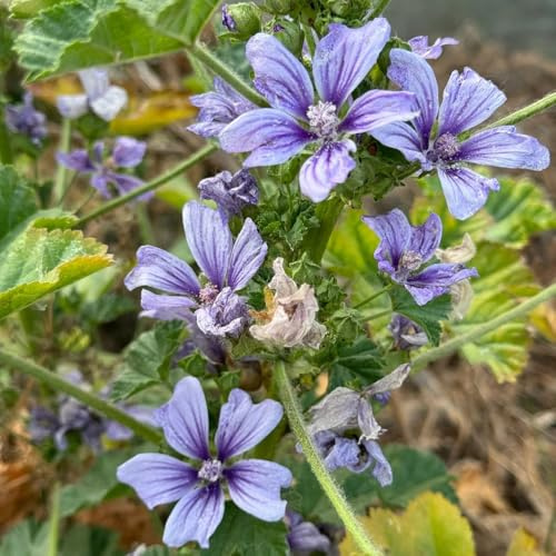 semillas de malva perenne resistente Decoración de jardín para exterior, balcón, malva s raras, decoración de salón, Balcón, 500pcs