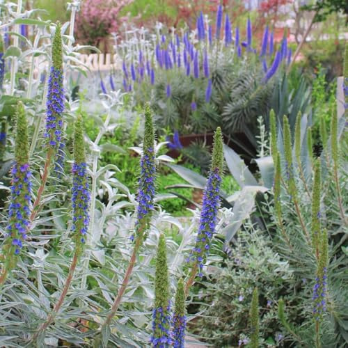semi di buglossa vipera comune - resistenti all'esterno viperina per aiuole rialzate decorazione da giardino per esterni, tappeto 300pcs