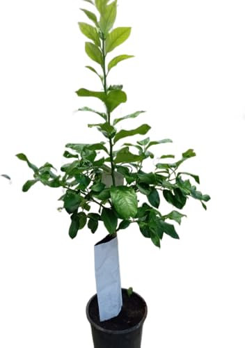 Limonero Natural en Maceta Planta Frutal de 1m para Balcones Jardines y Huertos