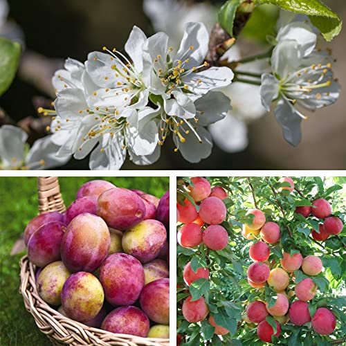 Victoria Plum Hardy Fruit Tree, Britain's Favourite Plum Self-Fertile Great for Desserts, Easy to Grow Your Own Outdoor Garden Fruit Trees, 1x Bare Root Plant by Thompson & Morgan
