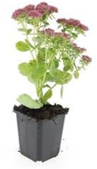 Sedum 'Herbstfreude' | 12 piezas - 10-25cm - Ø9cm - Planta de jardín