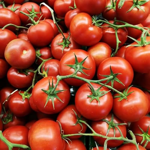 Alicante Tomato Seeds – 18-20 Fresh Tomato Seeds – Plant and Grow Your Own Vegetables Ideal for Greenhouse, Garden, Polytunnel, Growbags, Large Pots or Containers - Packed in The UK by Meldon Seeds