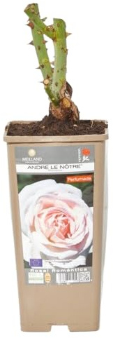 Rosal Grandiflora Blanco Natural Una Explosión de Flores Coloridas para tu Jardín