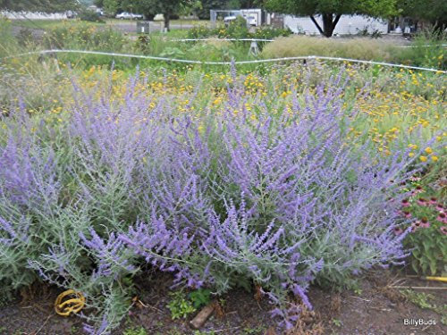 Hollyhock Samen, 120 sortiert, 15 Russische Salbei