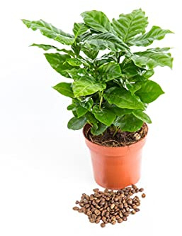 DECOALIVE Planta Viva del Café Planta Verde Natural Coffea (8436606532751)