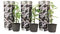 Plant in a Box - Jasminum 'Officinale' - 3er Set Jasmin Pflanze Winterhart - Topf 9cm - Höhe 25-40cm