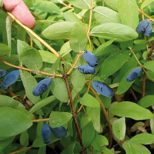 YouGarden Honeyberry Plant 'Balalaika', Lonicera Kamschatica, Established Plant in 9cm Pot, Fruit Trees for Gardens and Patios