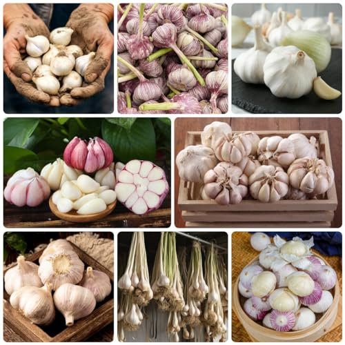 300 Pcs Knoblauch Samen Winterhart Bio - Allium Sativum - Geschenke Für Gartenfreunde Kräuter Samen, Gartendeko Für Draußen, Knoblauch Samen Zum Pflanzen, Winterknoblauch, Pflanzknoblauch