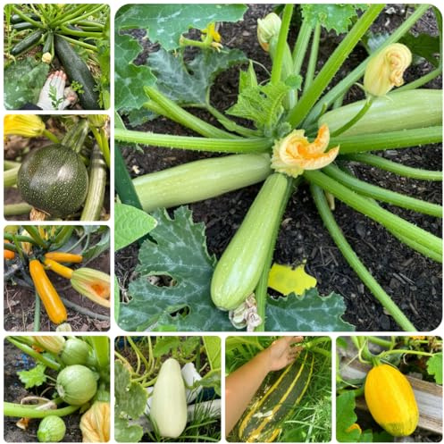 antiche varietà di semi di zucchina, Le da giardino sono perenni resistenti di zucchina rampicante, esotiche resistenti, decorazione da giardino per esterno 50pcs