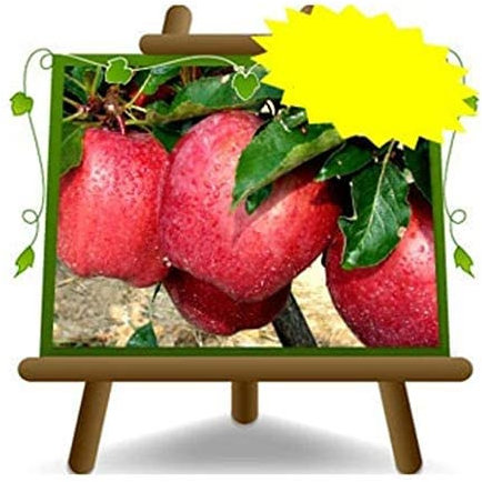 Pommiers Rouge Chief - Plante fruitière vieux Porte greffe M9 sur pot 26 - arbre max 200 cm - 4 ans