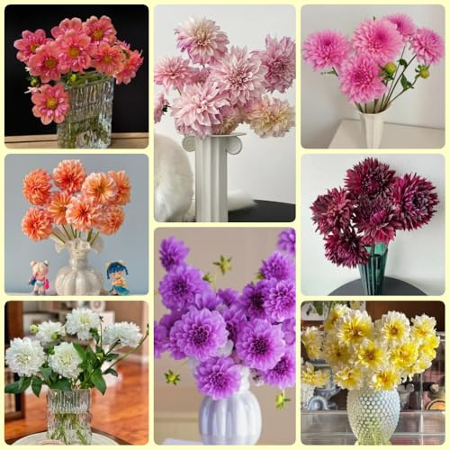 Bulbi di dalia, giardino dei regali Le da giardino sono esotiche resistenti 6pcs