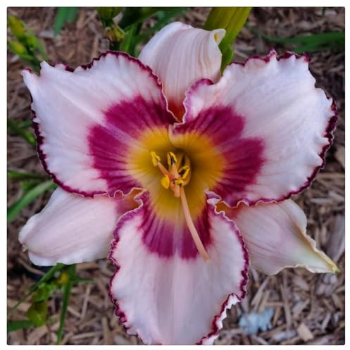 Rizomas de hemerocallis -/ Ideales para arreglos de jardín/Los pétalos vienen en una variedad de colores ///- (NVNJHJN).-5 Rizomas-B