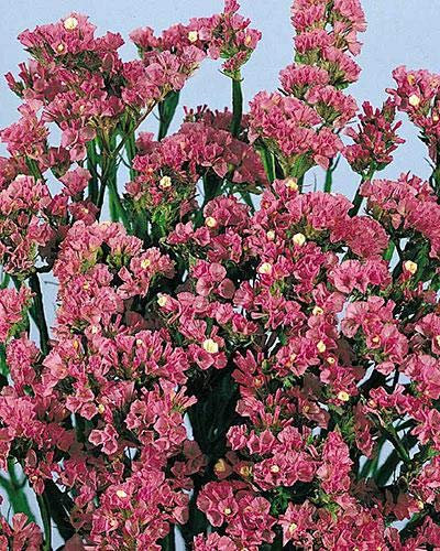 STATICE ROSA NR.100 SEMI