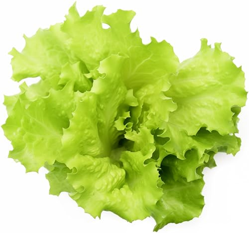 1000+ Black Seeded Simpson Lettuce Seeds for Planting - Heirloom Non-GMO USA Grown Premium Leaf Lettuce Seeds for Planting by RDR Seeds
