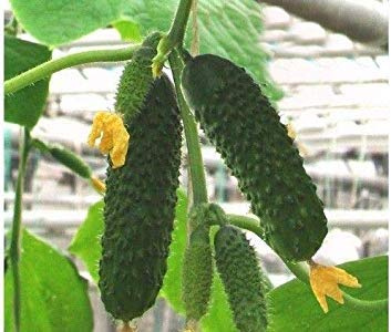 Semillas en Maceta 100 Semillas: Pepino Artista F1 Semillas de Pepino Semillas Bejo 10 o 50 o 100 o 250 semillas