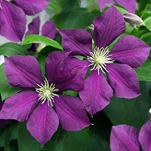 Clematis Warszawska | Deciduous Large Flowering Garden Climbing Plant in Pot