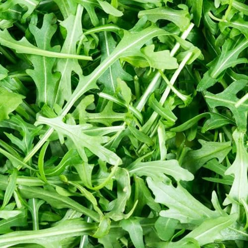 Wild Rocket Seeds - 500 Fresh Rocket Seeds - Plant and Grow Your Own Vegetables Ideal for Greenhouse, Garden, Polytunnel, Large Pots or Containers – Packed in The UK by Meldon Seeds