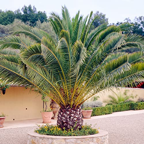 Canary Island Date Palm - Phoenix Canariensis Plant | Outdoor Hardy Tall Evergreen Exotic Tropical Palm Tree Potted | Feature Garden Plant - 125-150cm (Incl.15cm Pot)
