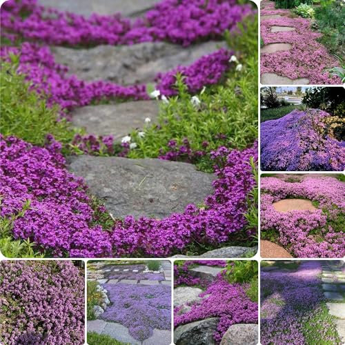 thymian samen bio, stauden winterhart mehrjährig, hochbeete für garten, balkon blumen wildkräuter samen, thymian samen mehrjährig winterhart, balkon pflanze kriechender thymian, 1000pcs