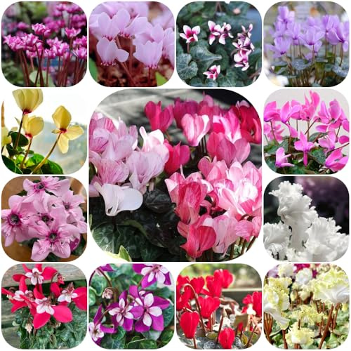 Semi di ciclamino - resistenti per giardini rocciosi ornamentali esotici resistenti decorazione primaverili semi di biologici, bomboniere 60pcs