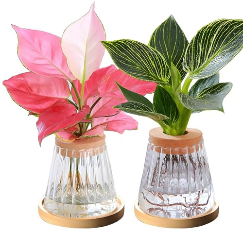 luolety Lot de 2 terrariums de propagation de plantes, station de propagation de plantes en verre, support de boutures de plantes de bureau, vase en verre pour la culture de plantes hydroponiques (A)