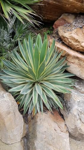 Yucca gloriosa 'Variegata' / Dague espagnol panaché/Godet