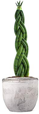 Sansevieria Intrecciata Altezza 45 cm, Pianta Vera, Pianta da Interno, Vaso Artigianale in Cemento