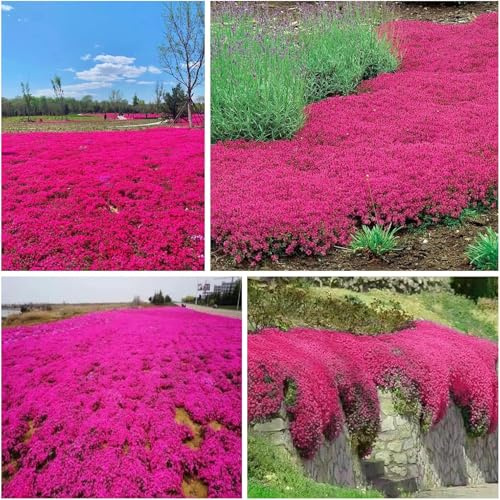 30000+ Unità Timo Rosso Aromatico, Decorazione Giardino Balcone Terrazzo, Sviluppo Semplice, Aroma Intenso, Bassa Manutenzione