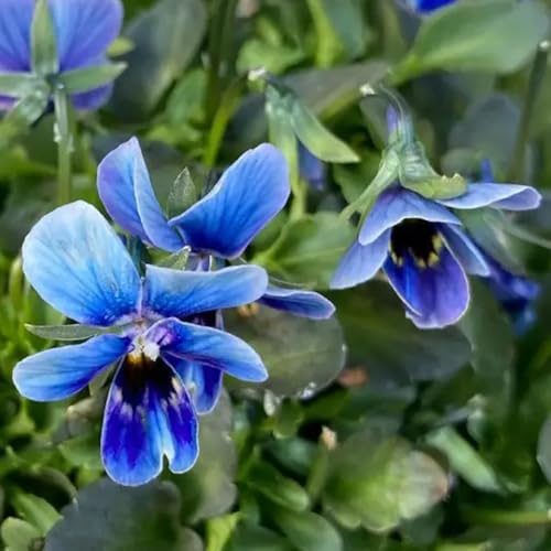 semi di viola del pensiero in vaso per l'arredamento dell'ufficio giardino sul balcone con biologiche d'appartamento tappezzanti 300pcs