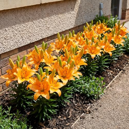 Bulbi Fiori Perenni da Esterno - 10 Bulbi di Giglio da Bordura Arancione - Piante e Fiori Esclusivi dall’Olanda - per giardino e vaso (grandi bulbi, non semi, non artificiali)