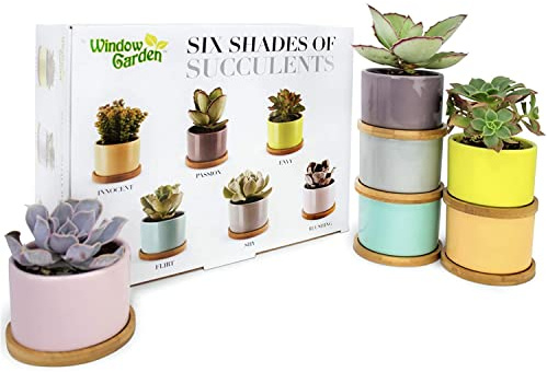 Window Garden Set mit 6 Sukkulenten Pflanztöpfe bringen Ihre Pflanzen in etwas Bunteres. Erstellen Sie EIN Atemberaubendes Display, das Ihre visuellen Sinne sicherlich anregen Wird.