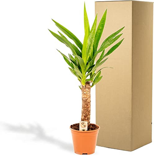 Yucca Elephantipes de 100cm 2 Troncos - Planta Natural de Aire Puro para tu Espacio