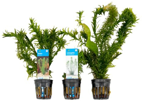 Bloomique - Mix de 3 - Plantas de acuario - Agua dulce - Purificadoras - Oxigenadoras - Elodea (cola de zorro), Hydrocotyle, Limnophila - 5-20 cm de altura