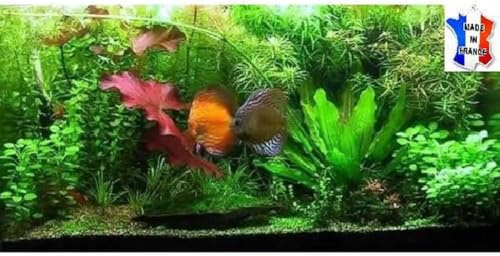 Lot plantes vivantes aquarium de 60 Plantes en 9 variétés à racines et tiges + 3 clado gratuites