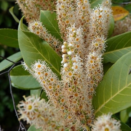 semillas de laurel cerezo - perennes resistentes de interior jardín de exóticas 300pcs