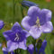6 x Campanula Persicifolia 'Grandiflora Coerulea' - Perenni Vaso 9cm x 9cm