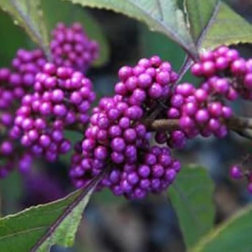 3 x Callicarpa Bodinieri 'Profusion' - Schönfrucht Liebesperlenstrauch 'Profusion' 40-60 cm im Container - Duftende gelbe Blüten an einem majestätischen Schmetterlingsstrauch.