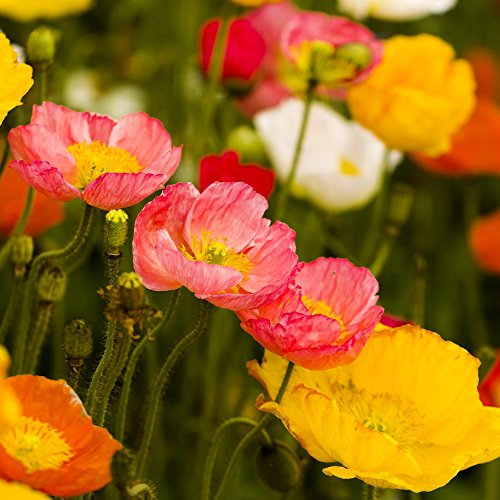 ISLAND Mohn gemischt Samen - Islandmohn