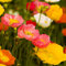 ISLAND Mohn gemischt Samen - Islandmohn
