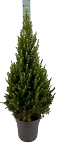 Planta arbol Natural Picea Glauca Conica, 100 cm. Excelente arbol de la Navidad y despues plantar en su jardín. Segura Garden.