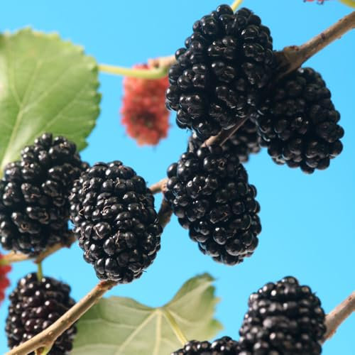 YouGarden Morus 'Mojo Berry', Compact Mulberry Tree in 18cm Pot, 80-100cm Tall, Self-Fertile and Fruiting from May to September, Ideal for Patios and Small Gardens