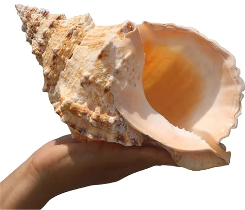 LOJAX Conchas Marinas Naturales Grandes únicas para decoración de Bodas, decoración del hogar, Fiesta temática de Playa y Bricolaje