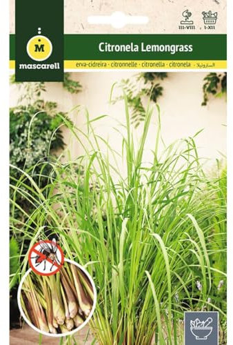 Mascarell Semillas, CITRONELLE (LEMONGRASS), Graines d'Herbes Aromatiques à Planter, Anti Moustique, Créez Votre Propre Potager à la Maison, 0,1 Grammes
