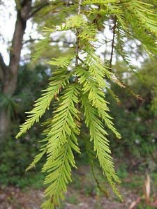 Taxodium distico | Deciduo Cipresso | 10_Semi