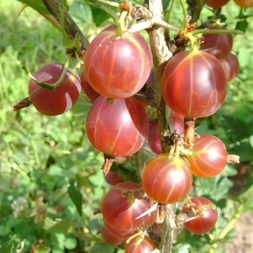 johannisbeeren samen, johannisbeerstrauch obstbäume bonsai samen stachelbeeren pflanzen obst samen winterharte kübelpflanzen gewächshaus balkon bio saatgut säulenobstbäume hochbeet 30pcs