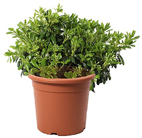 KENTIS - Pittosporum Tobira Nain - Plantes de Haie - Plantes Vraies d'Extérieur - Plante Résistante - H 40-50 cm Pot Ø 24 cm