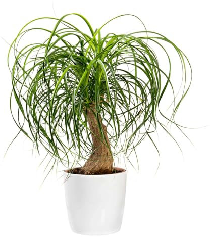 Graines de Beaucarnea recurvata - Sachet de 10 graines - Graines de style